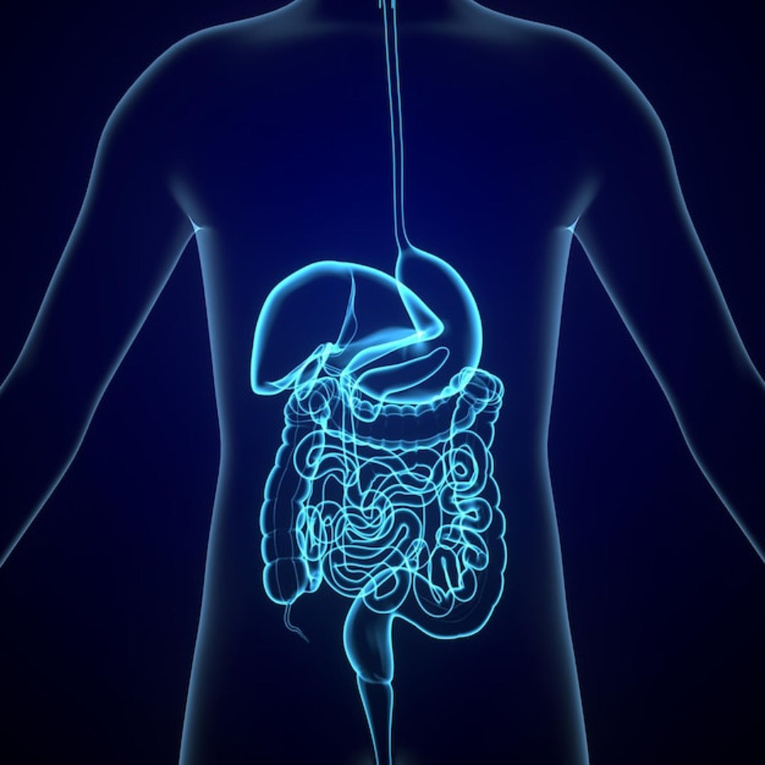 3D illustration of human digestive system — liver and intestines | gCODE Health